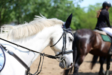 Photo shot of a beautiful show jumper horse on natural background