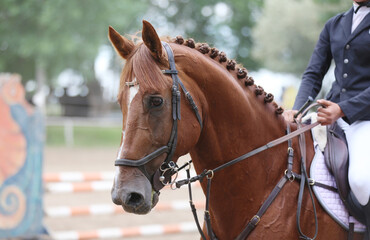 Photo shot of a beautiful show jumper horse on natural background