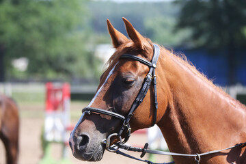 Fototapeta premium Photo shot of a beautiful show jumper horse on natural background