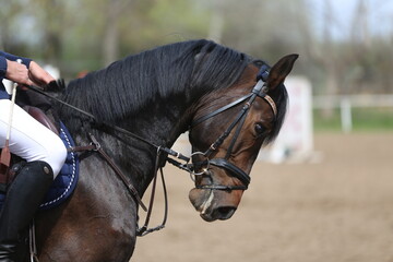 Photo shot of a beautiful show jumper horse on natural background