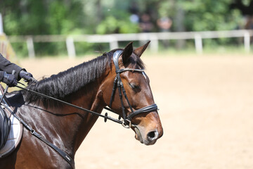 Photo shot of a beautiful show jumper horse on natural background