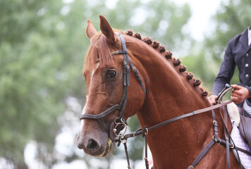 Photo shot of a beautiful show jumper horse on natural background