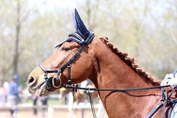Photo shot of a beautiful show jumper horse on natural background