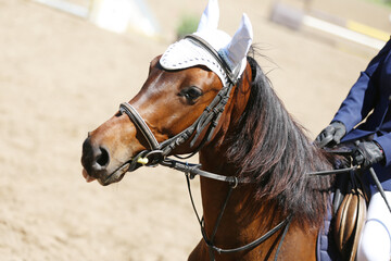 Photo shot of a beautiful show jumper horse on natural background