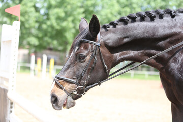 Photo shot of a beautiful show jumper horse on natural background