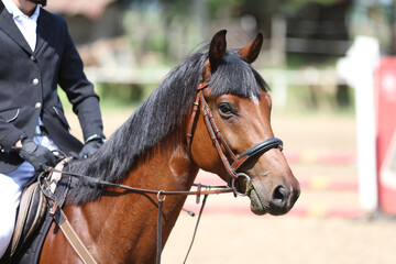 Photo shot of a beautiful show jumper horse on natural background
