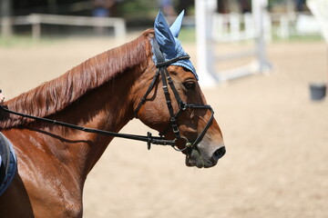 Photo shot of a beautiful show jumper horse on natural background