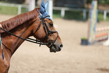Fototapeta premium Photo shot of a beautiful show jumper horse on natural background