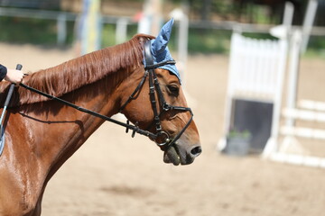 Photo shot of a beautiful show jumper horse on natural background
