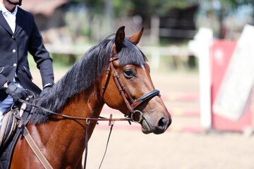 Photo shot of a beautiful show jumper horse on natural background
