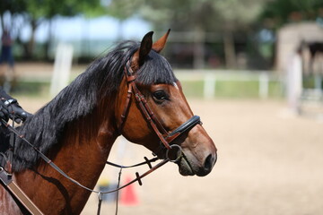 Photo shot of a beautiful show jumper horse on natural background