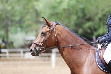 Fototapeta premium Photo shot of a beautiful show jumper horse on natural background