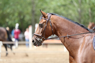 Obraz premium Photo shot of a beautiful show jumper horse on natural background