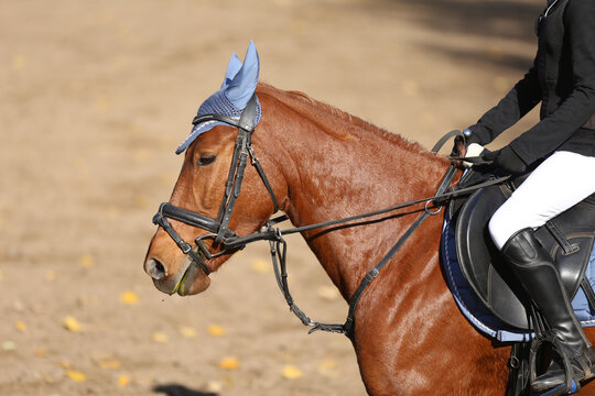 Photo shot of a beautiful show jumper horse on natural background