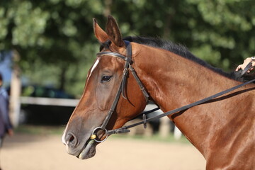 Photo shot of a beautiful show jumper horse on natural background