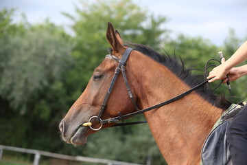 Obraz premium Photo shot of a beautiful show jumper horse on natural background