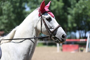 Photo shot of a beautiful show jumper horse on natural background