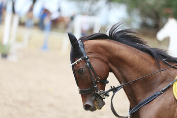 Obraz premium Photo shot of a beautiful show jumper horse on natural background