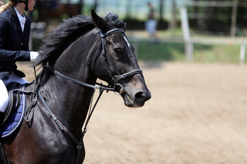 Photo shot of a beautiful show jumper horse on natural background