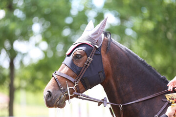 Photo shot of a beautiful show jumper horse on natural background