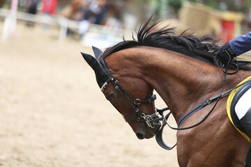 Photo shot of a beautiful show jumper horse on natural background