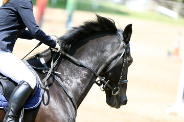 Photo shot of a beautiful show jumper horse on natural background