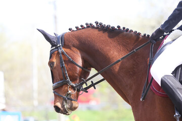 Photo shot of a beautiful show jumper horse on natural background