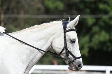 Photo shot of a beautiful show jumper horse on natural background