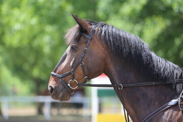 Photo shot of a beautiful show jumper horse on natural background