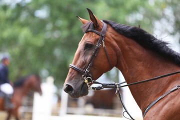 Photo shot of a beautiful show jumper horse on natural background