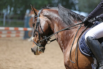 Photo shot of a beautiful show jumper horse on natural background