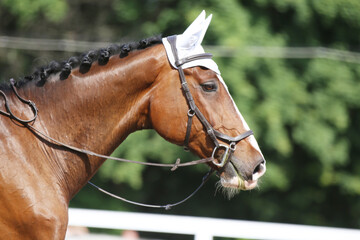 Fototapeta premium Photo shot of a beautiful show jumper horse on natural background