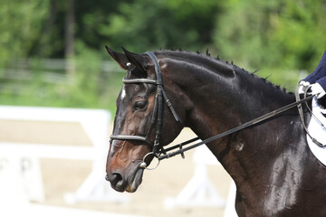 Obraz premium Photo shot of a beautiful show jumper horse on natural background