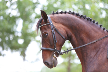 Photo shot of a beautiful show jumper horse on natural background