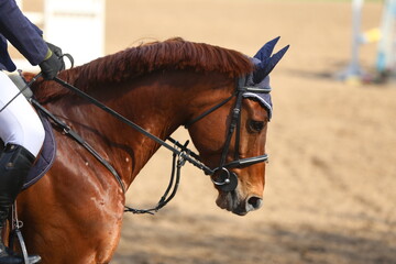 Photo shot of a beautiful show jumper horse on natural background