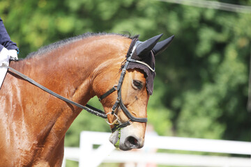 Photo shot of a beautiful show jumper horse on natural background