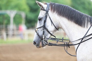 Photo shot of a beautiful show jumper horse on natural background