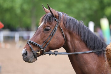 Fototapeta premium Photo shot of a beautiful show jumper horse on natural background