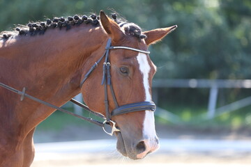 Photo shot of a beautiful show jumper horse on natural background