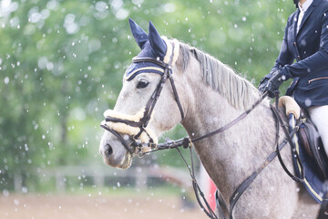 Photo shot of a beautiful show jumper horse on natural background