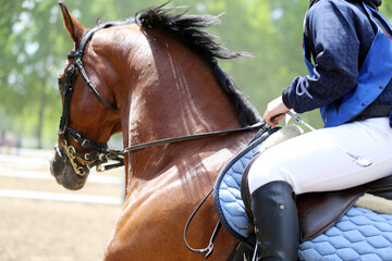 Photo shot of a beautiful show jumper horse on natural background