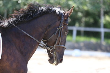 Photo shot of a beautiful show jumper horse on natural background