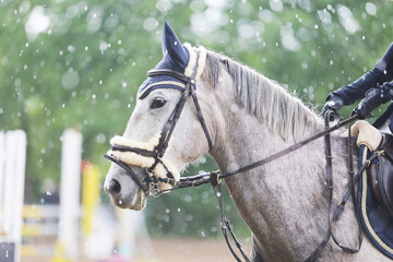 Photo shot of a beautiful show jumper horse on natural background