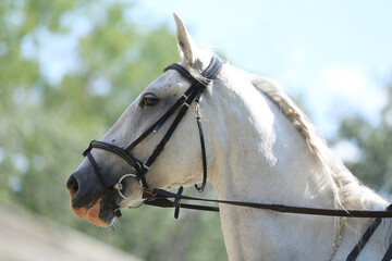 Photo shot of a beautiful show jumper horse on natural background