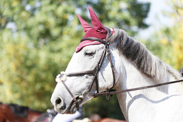 Photo shot of a beautiful show jumper horse on natural background