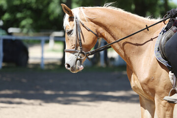 Photo shot of a beautiful show jumper horse on natural background