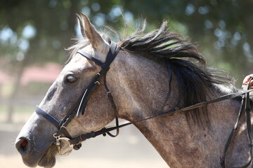 Photo shot of a beautiful show jumper horse on natural background