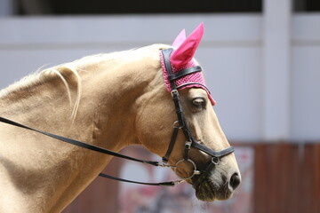 Photo shot of a beautiful show jumper horse on natural background