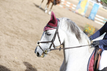 Photo shot of a beautiful show jumper horse on natural background