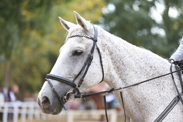 Photo shot of a beautiful show jumper horse on natural background